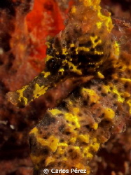 "The Leopard" Hippocampus guttulatus by Carlos Pérez 